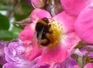 abeille sur une fleur dans le jardin