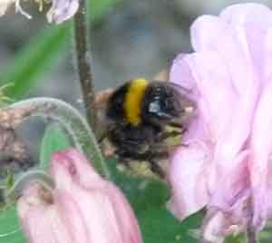 photo d'une abeille du jardin