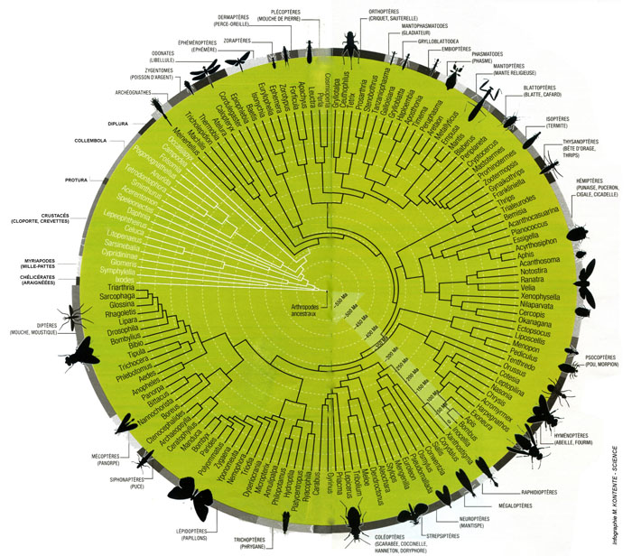 arbre phylogénétique des insectes
