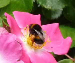 photo d'une abeille du jardin