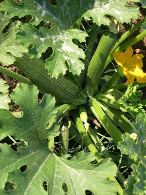 illustration agriculture courgettes