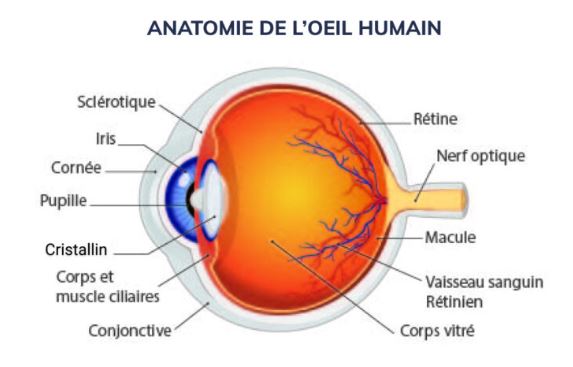 schéma de l'anatomie de l'oeil