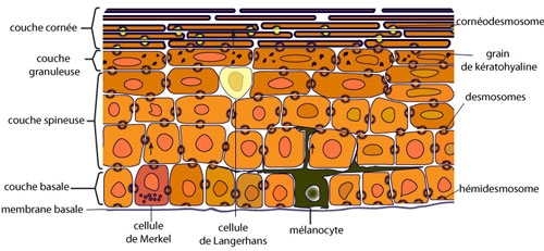 schéma des différentes couches constituant la peau